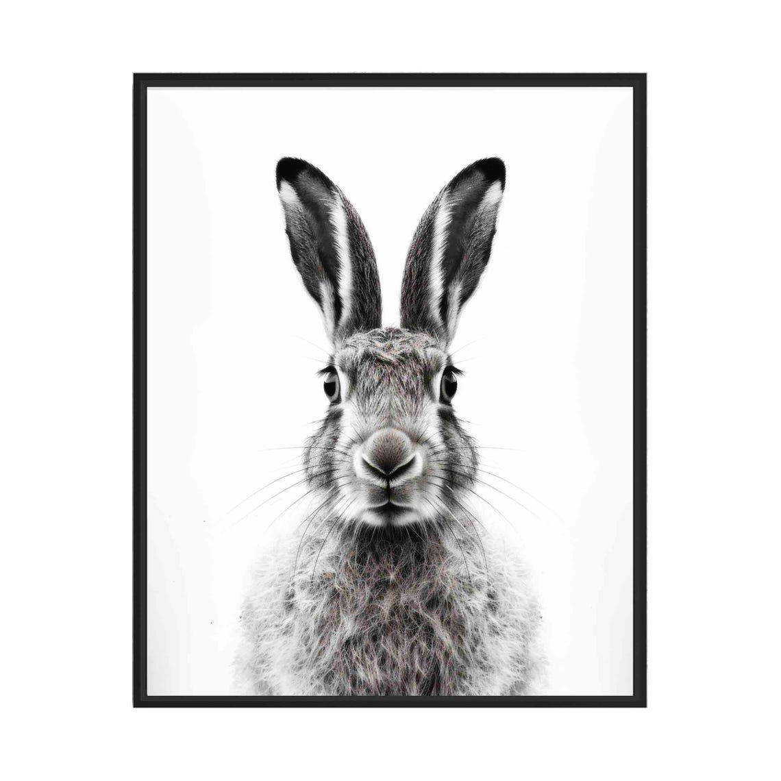 Hare Black and White Front Facing Long Eared Woodland Portrait Poster
