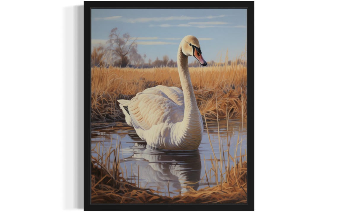 White Swan Wading In Golden Marsh Vintage Style Nature Poster