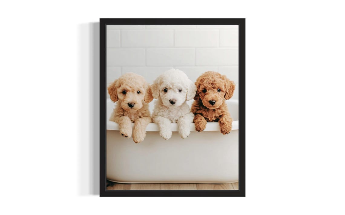 Three Poodle Puppies in White Bathtub Bathroom Portrait Poster
