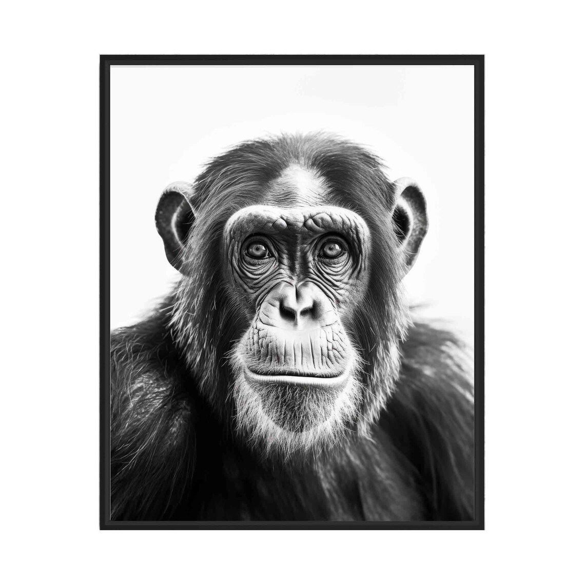 Soulful Chimpanzee Face Portrait in Black and White Art Poster