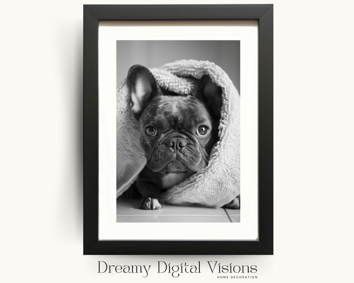 French Bulldog Puppy Wrapped in a Soft Towel Black and White Poster