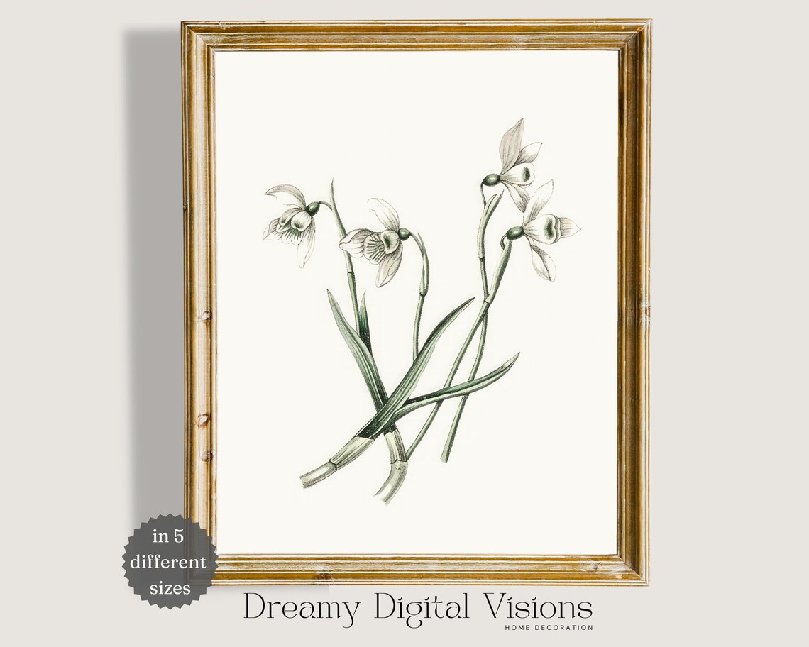 Vintage Snowdrop Botanical Sketch Antique Flower Illustration Poster