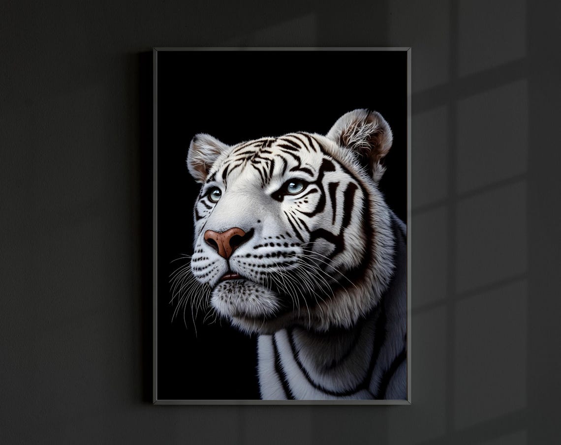 White Bengal Tiger Close Up Black Background Dramatic Animal Print