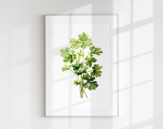 Cilantro Botanical Herb Art Print, Flower Print