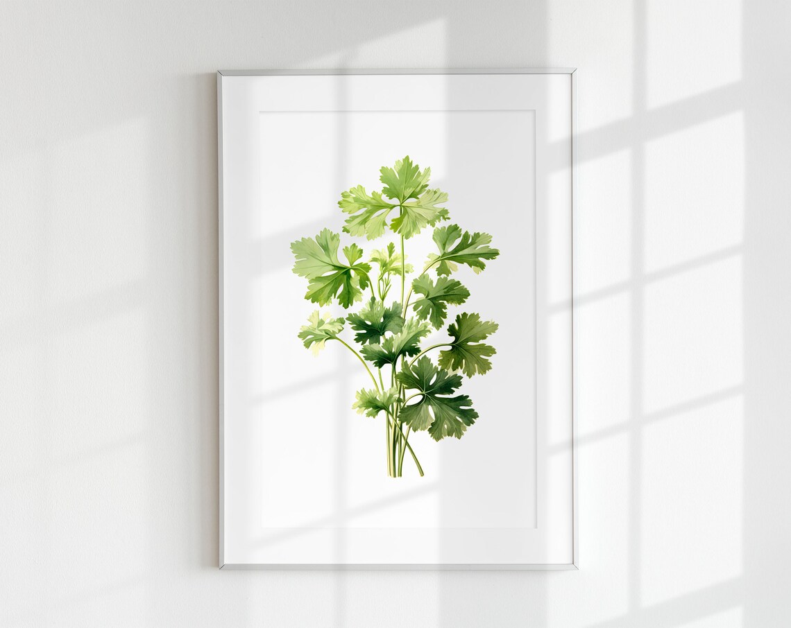 Cilantro Botanical Herb Art Print, Flower Print