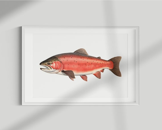 Salmon Fish Vintage Illustration Art Print