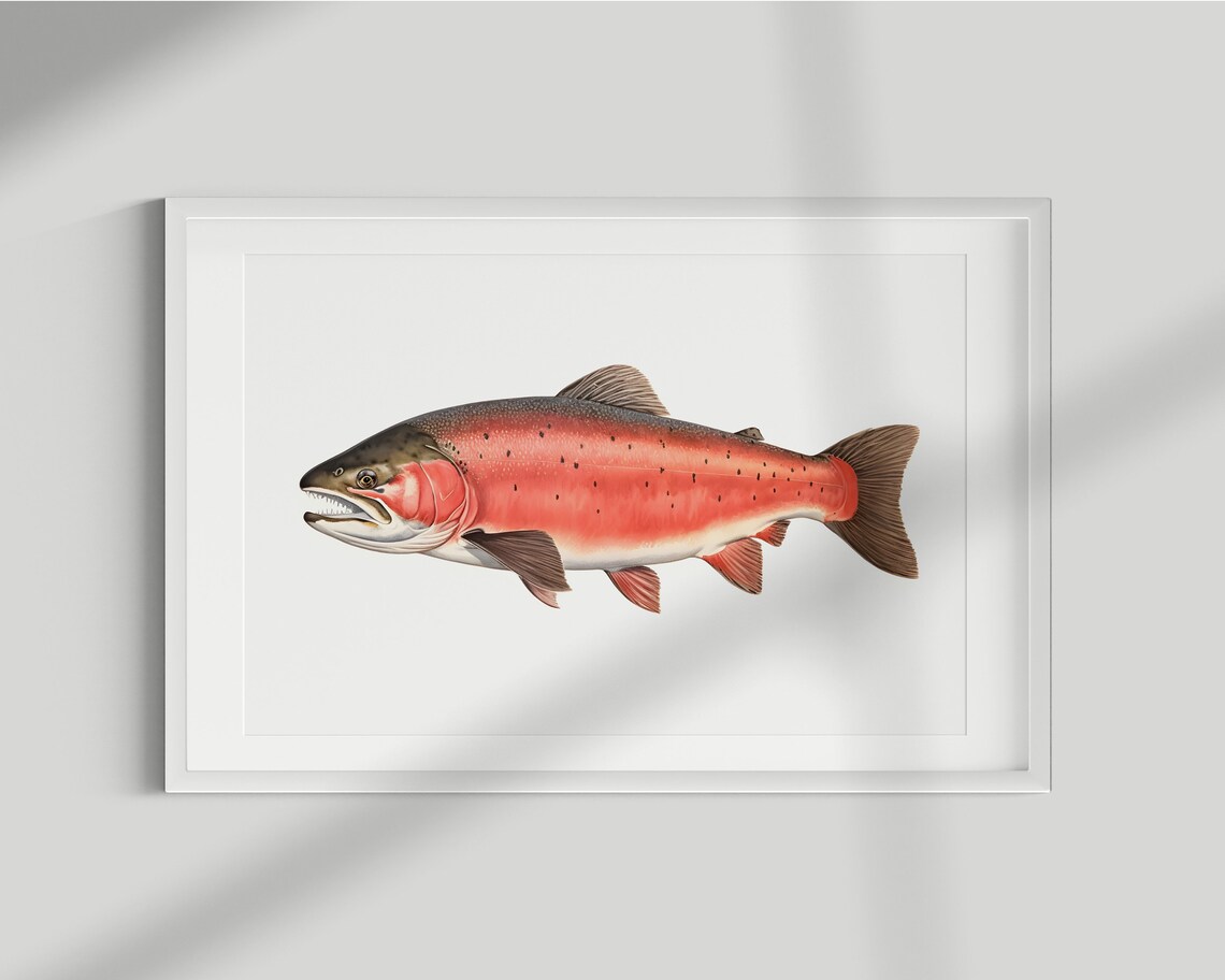 Salmon Fish Vintage Illustration Art Print