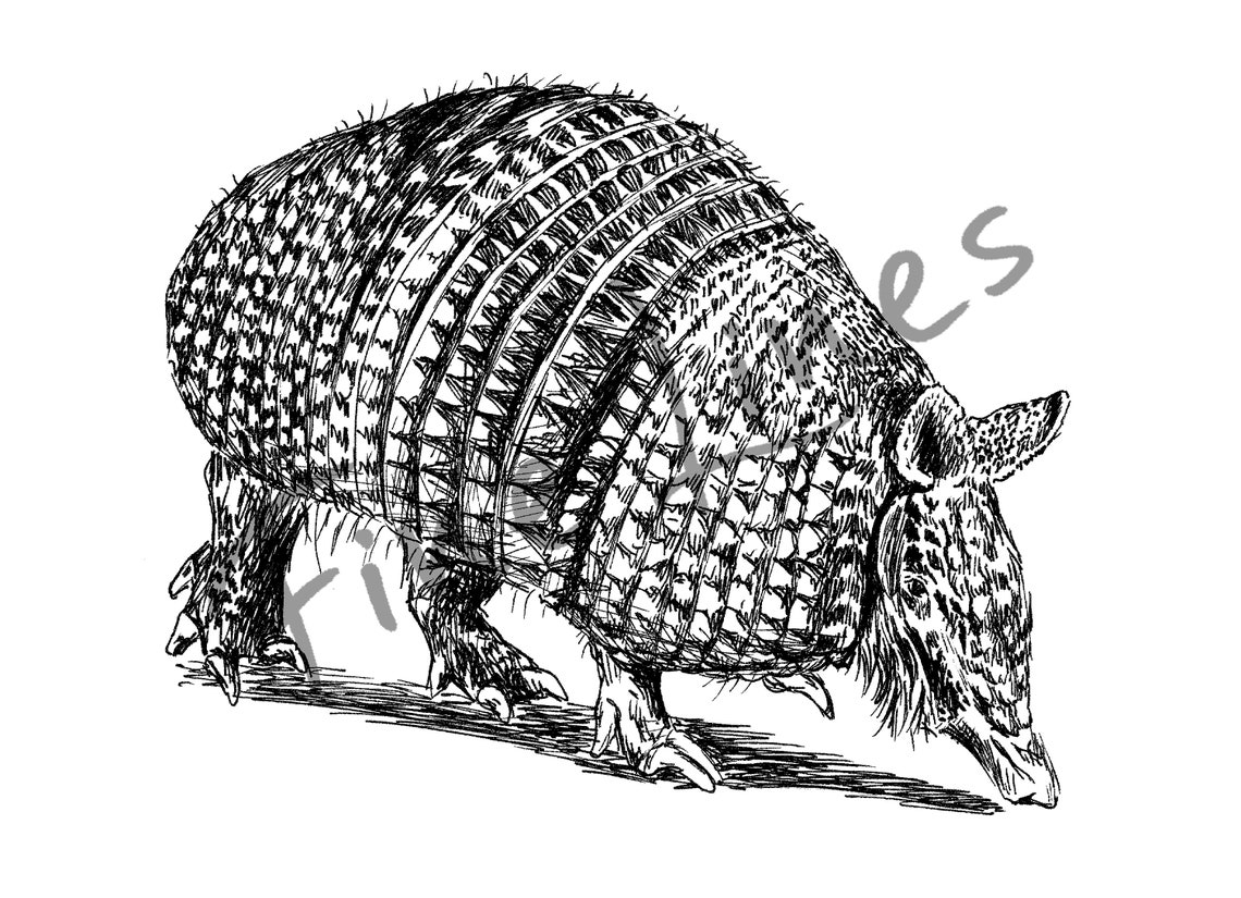 Armadillo Hand Drawn Ink Sketch Cute Animal Nursery Wall Art - Image 2