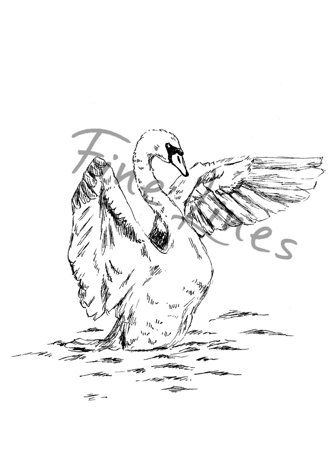 Black and White Swan Drawing Art Print - Image 2