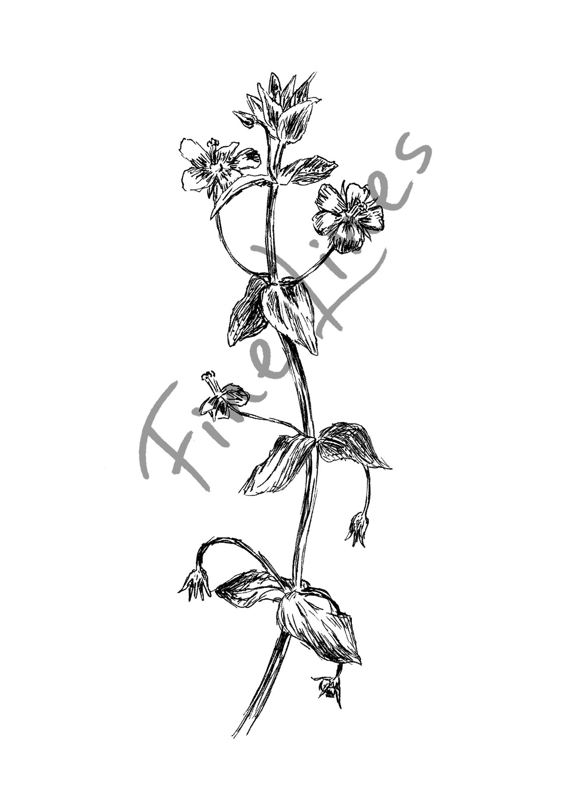 Wildflower Botanical Ink Sketch Delicate Floral Line Art Poster - Image 3
