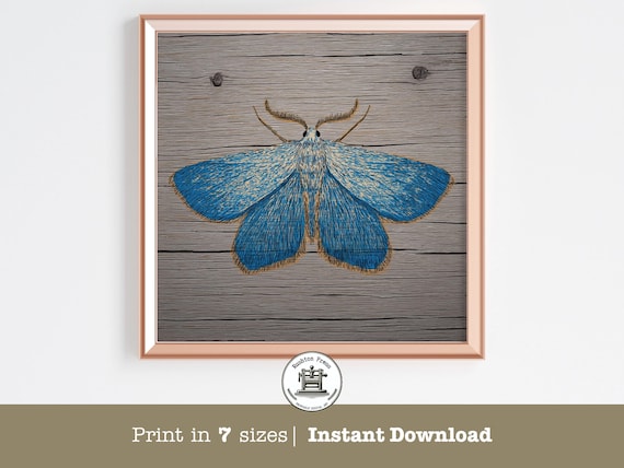 Rustic Blue Moth Print Vintage Insect Illustration On Wood