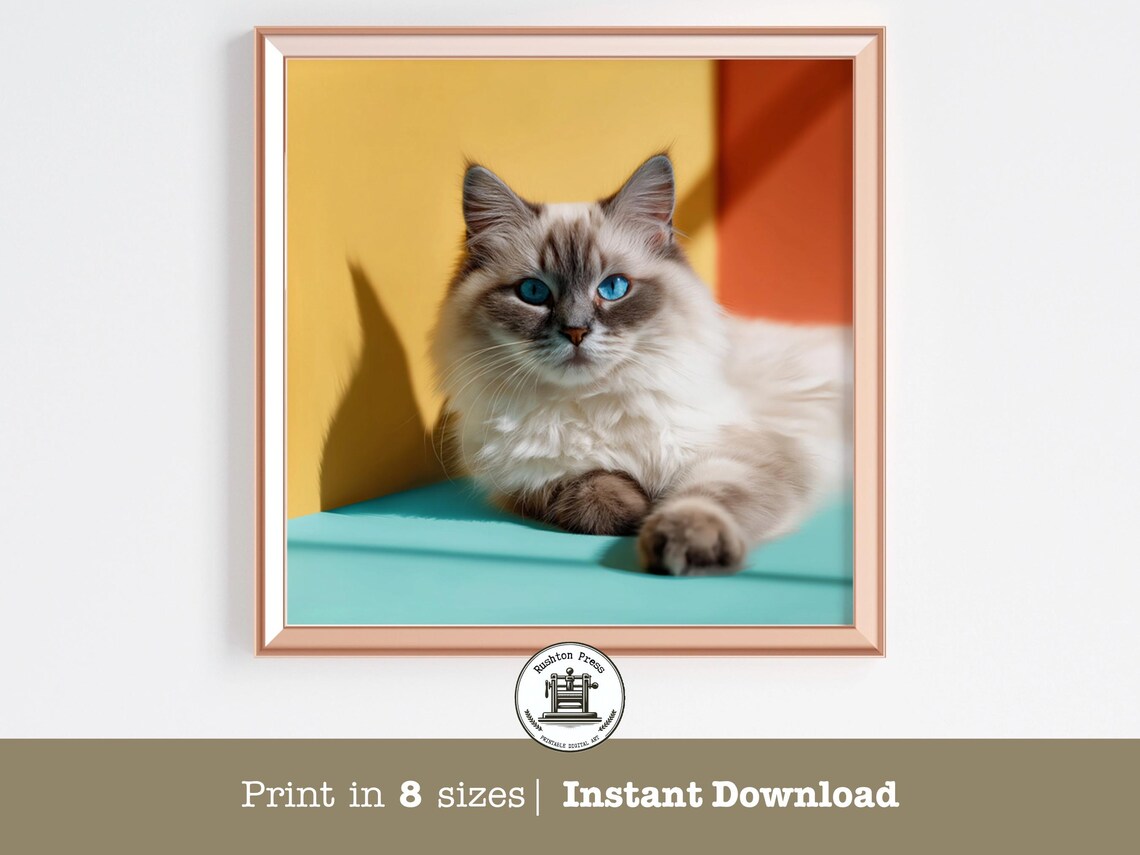 Fluffy Ragdoll Cat Pop Art Portrait With Blue Eyes Color Poster