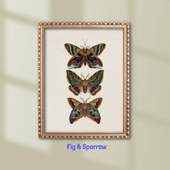 Vintage Moth Illustration, Antique Entomology