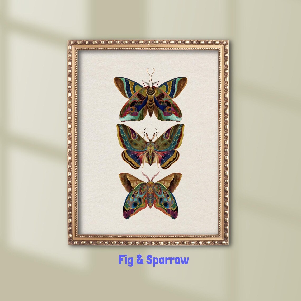Vintage Moth Illustration, Antique Entomology