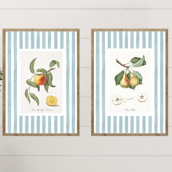 Botanical Peach and Pear Illustrations French Kitchen Blue Stripe Poster