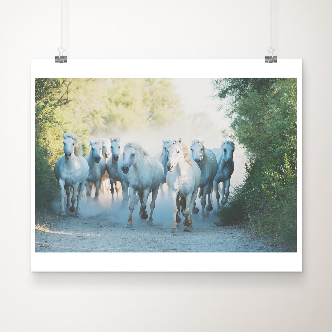 White Horses Running Camargue France Fine Art Photo Wall Poster