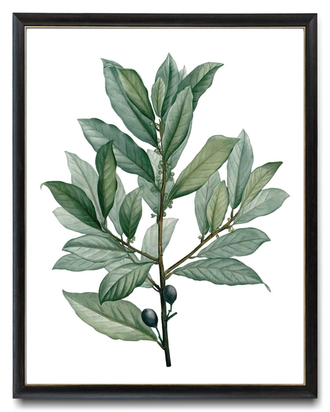 Vintage Bay Laurel Branch Berries Botanical Illustration Poster - Image 3