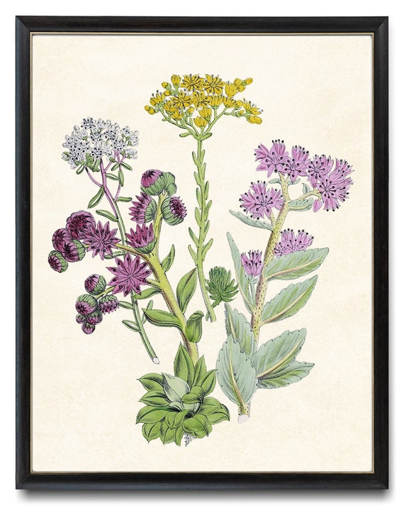 Flowering Succulents Vintage Botanical Art Print