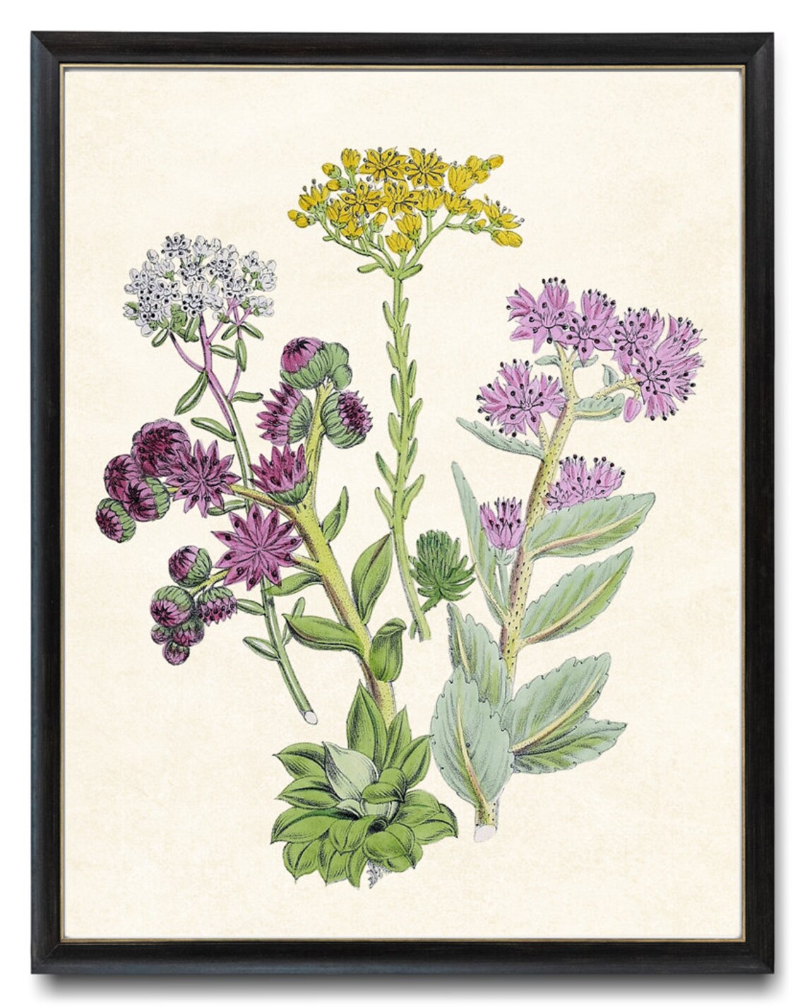 Flowering Succulents Vintage Botanical Art Print