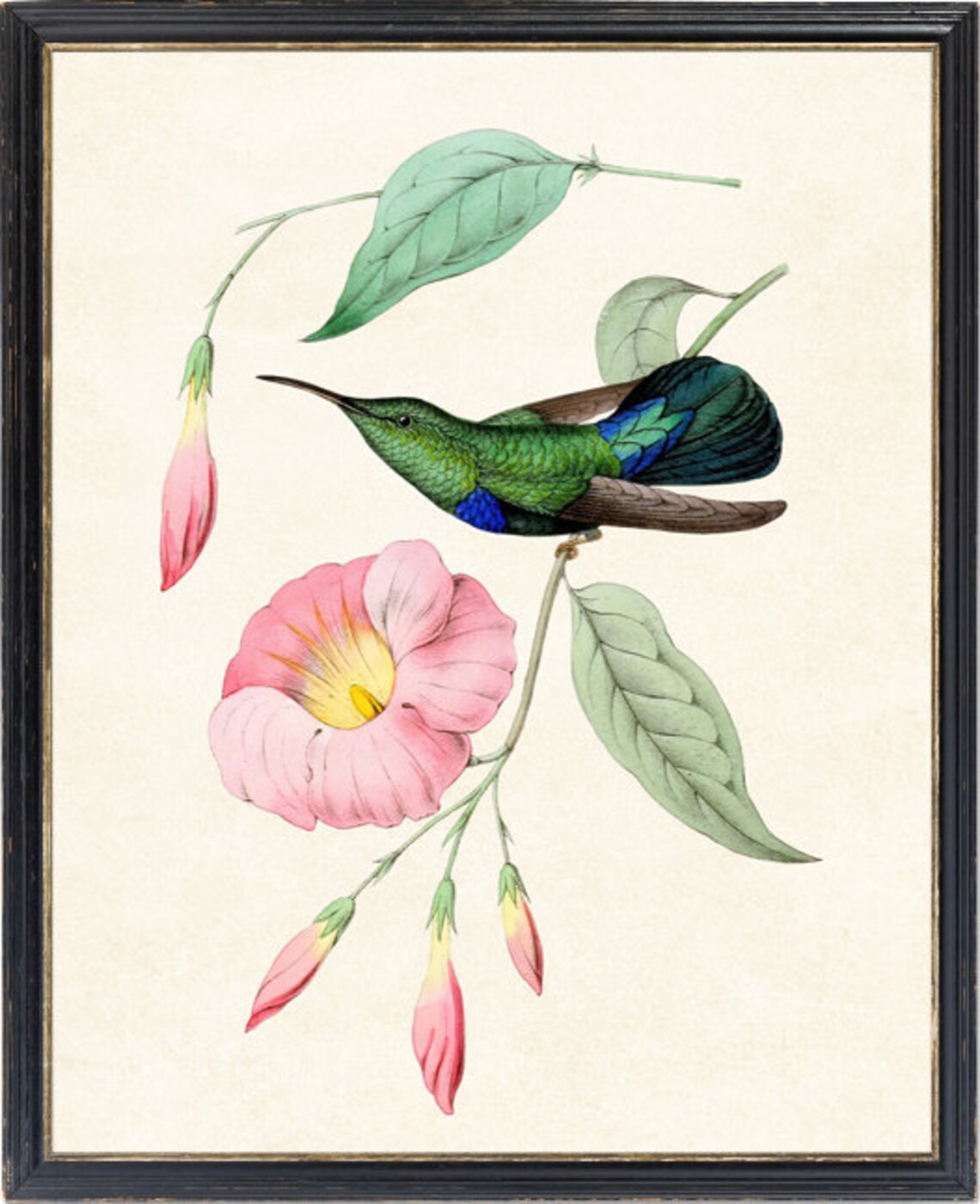 Green Throated Carib Hummingbird Vintage Illustration Poster - Image 2