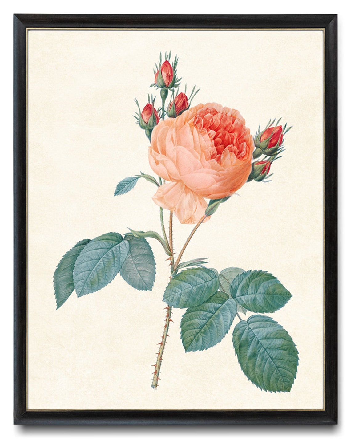 Peach Garden Rose Antique Redoute Style Botanical Study Poster