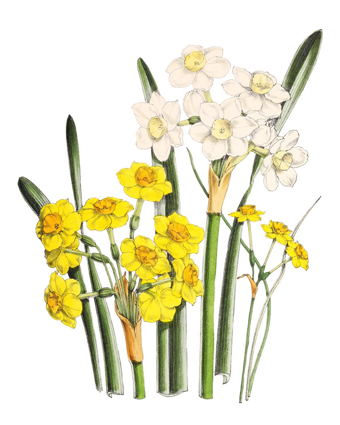 White and Yellow Daffodil Narcissus Flowers Vintage Botanical Poster - Image 2