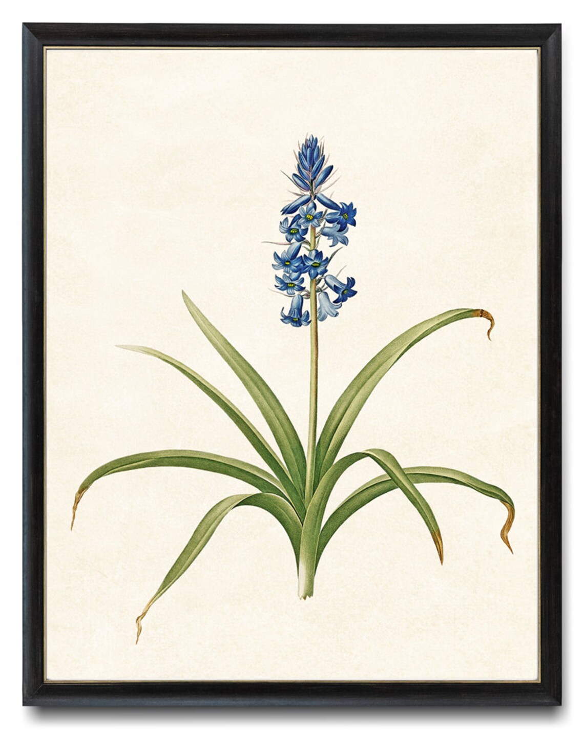 Blue Spanish Hyacinth Blossoms Vintage Botanical Flower Poster