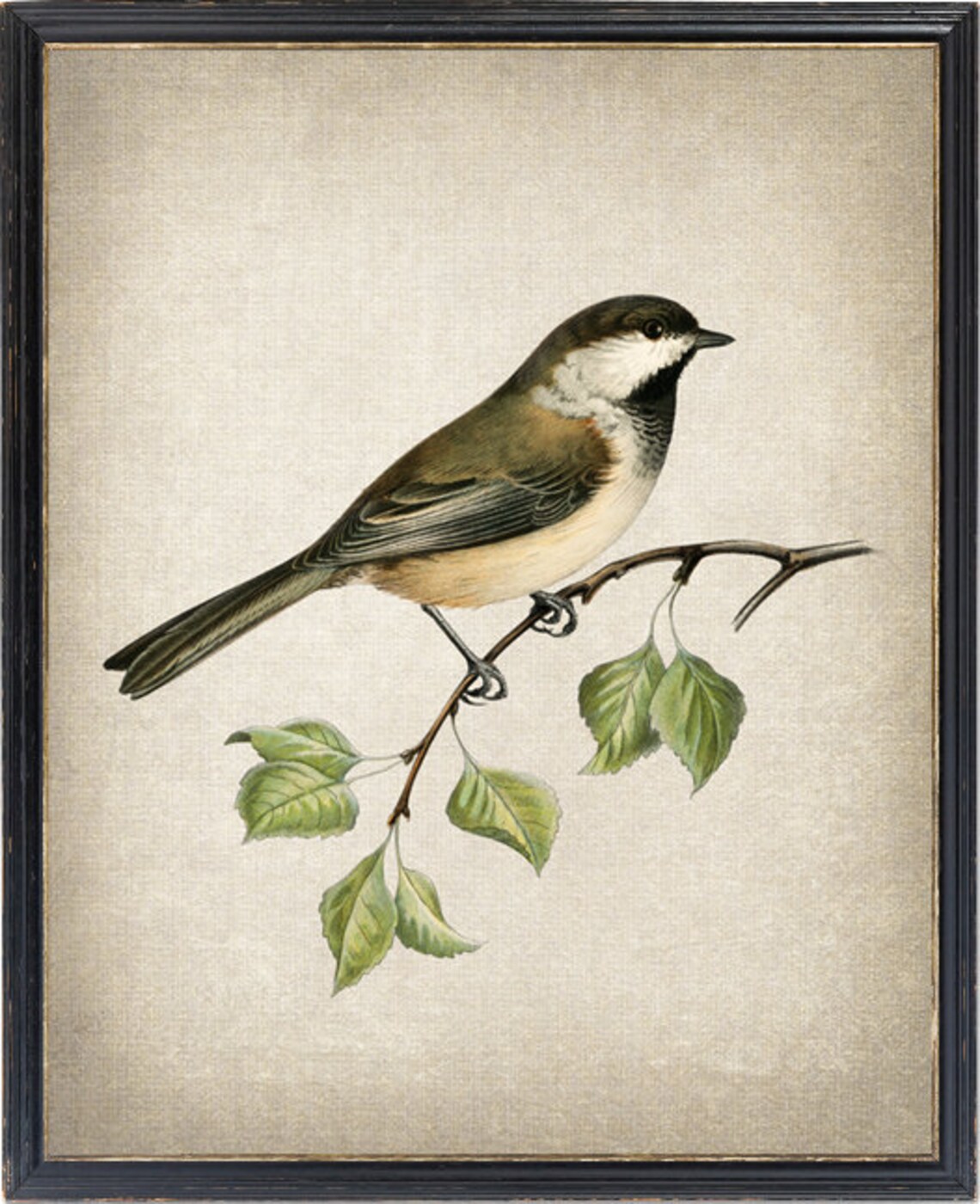 Grey Headed Chickadee Vintage Illustration Art Print