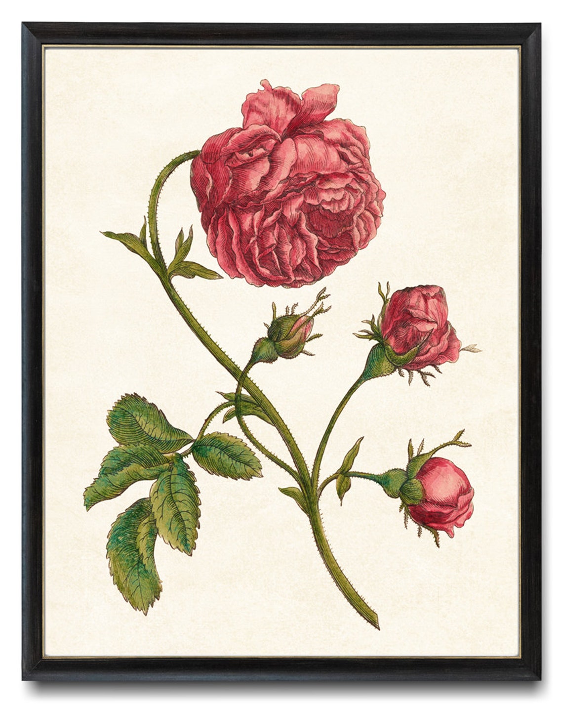 Red Garden Rose Bloom with Buds Vintage Botanical Engraving Poster