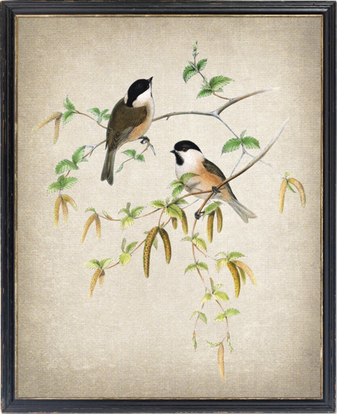 Marsh Tit Songbird Pair Vintage Natural History Bird Branch Poster
