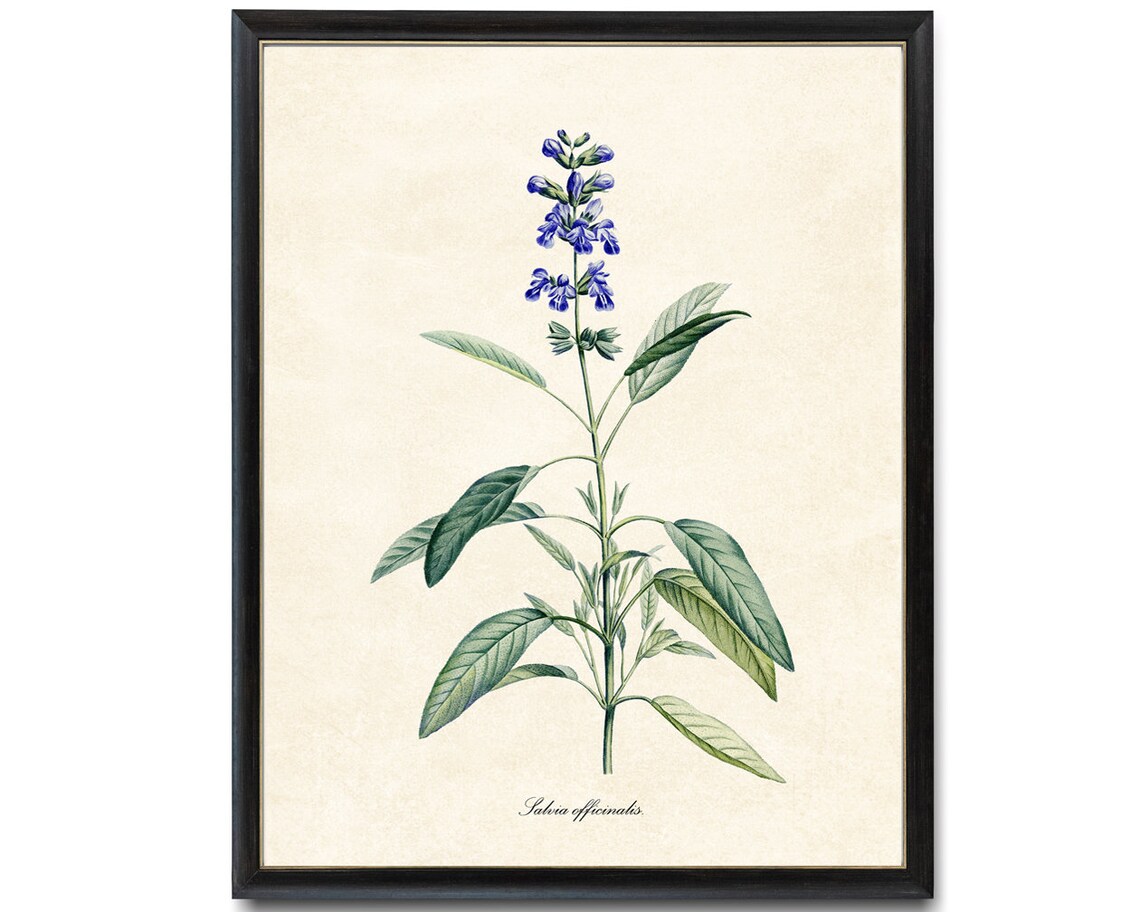 Common Garden Sage Salvia Officinalis Vintage Botanical Herb Poster - Image 4