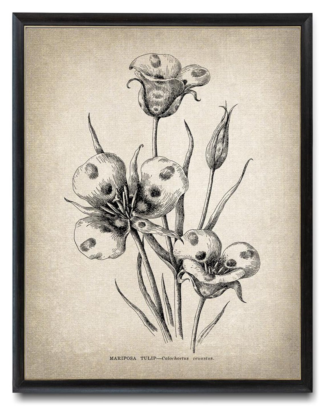 Mariposa Tulip Calochortus Venustus Vintage Botanical Line Poster - Image 3