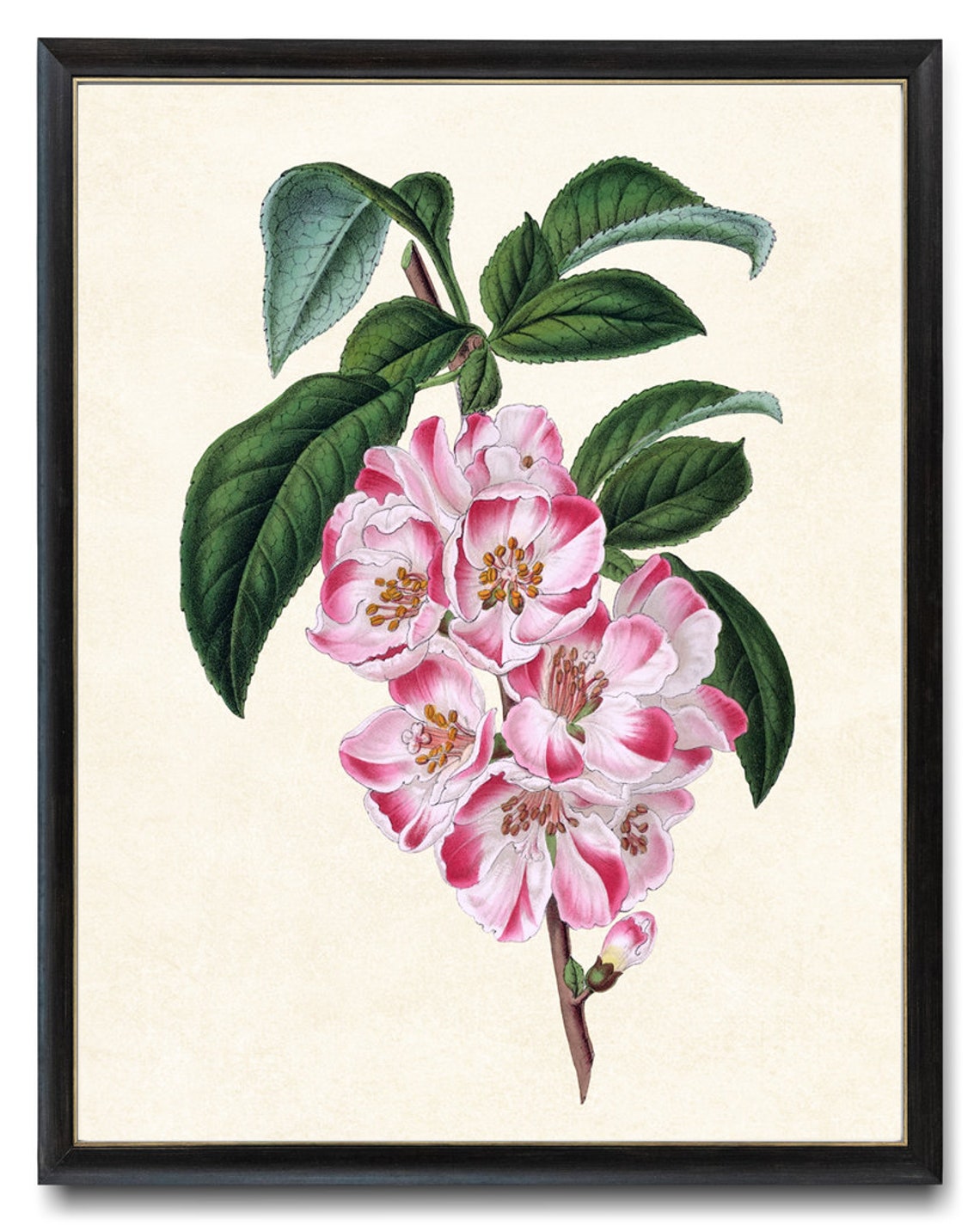 Pink Apple Blossom Branch Vintage Botanical Illustration Poster