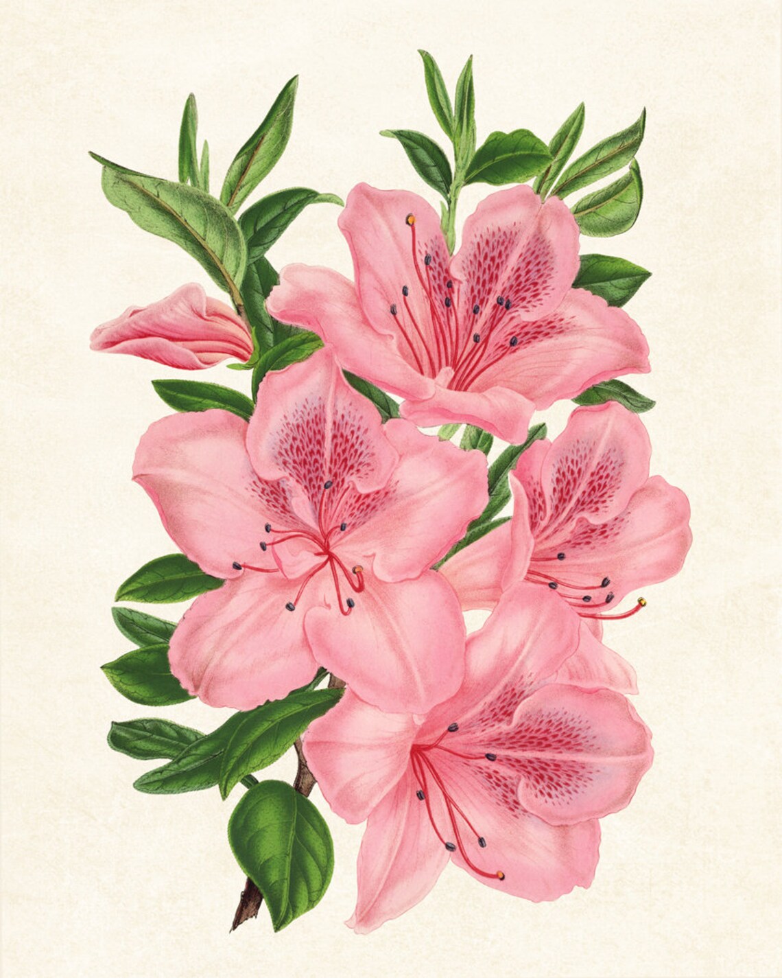 Pink Azaleas Vintage Flower Illustration Art Print - Image 3