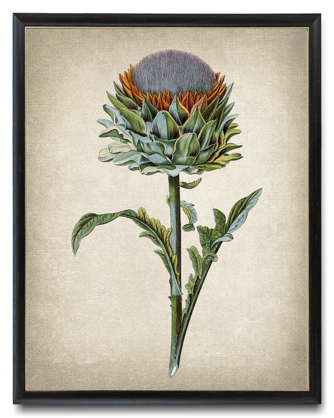 Artichoke Plant Print Antique Botanical Illustration Kitchen Wall Art Instant