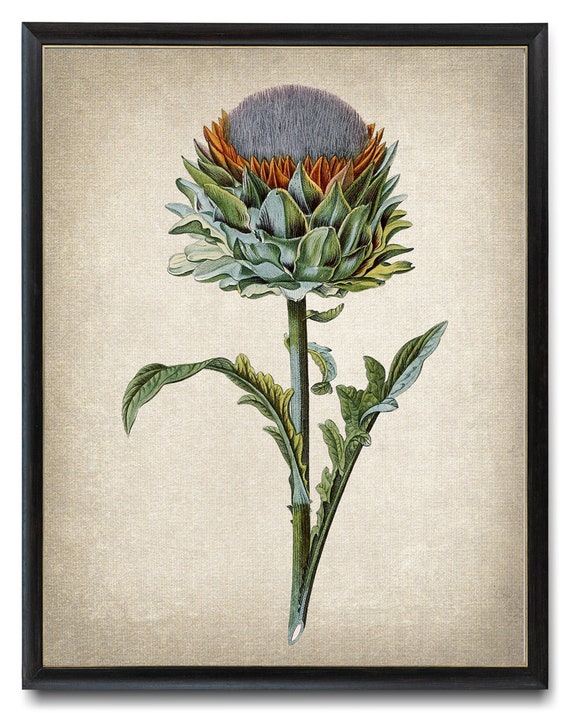 Artichoke Plant Print Antique Botanical Illustration Kitchen Wall Art Instant