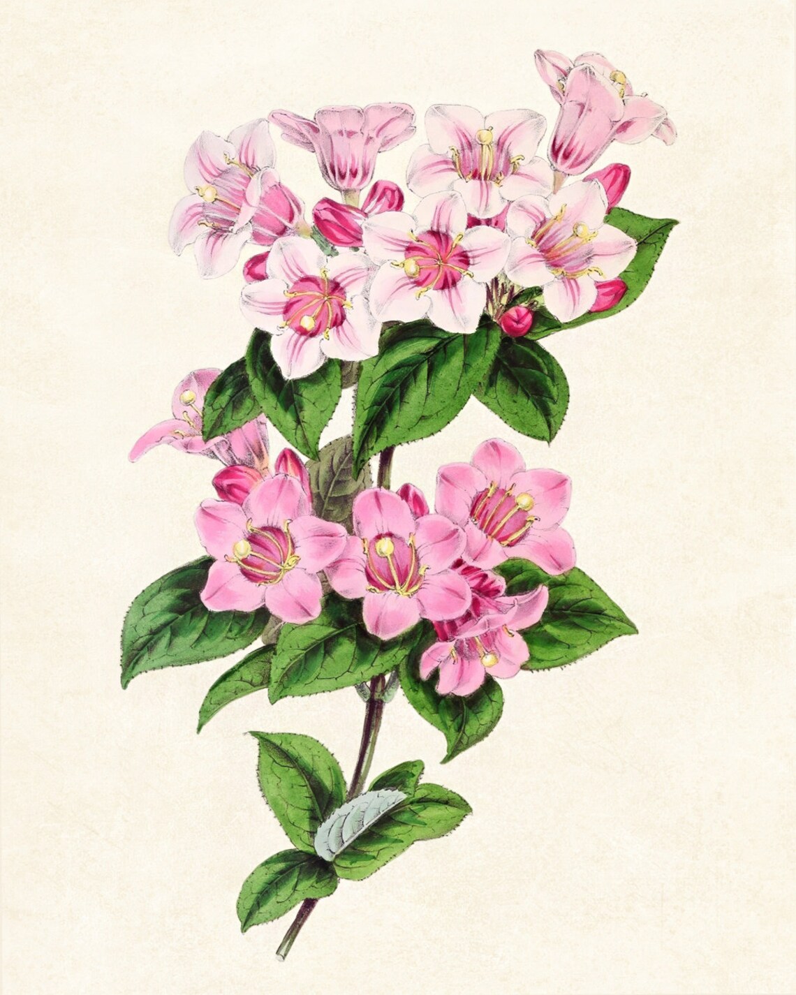 Vintage Pink Weigela Blossom Cluster Botanical Illustration Poster - Image 3