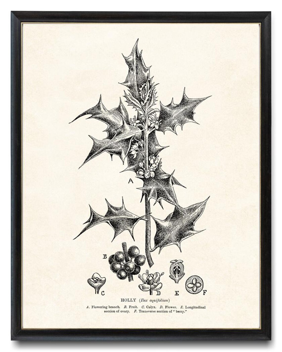 Holly Botanical Study Vintage Line Art Drawing Christmas Wall Art