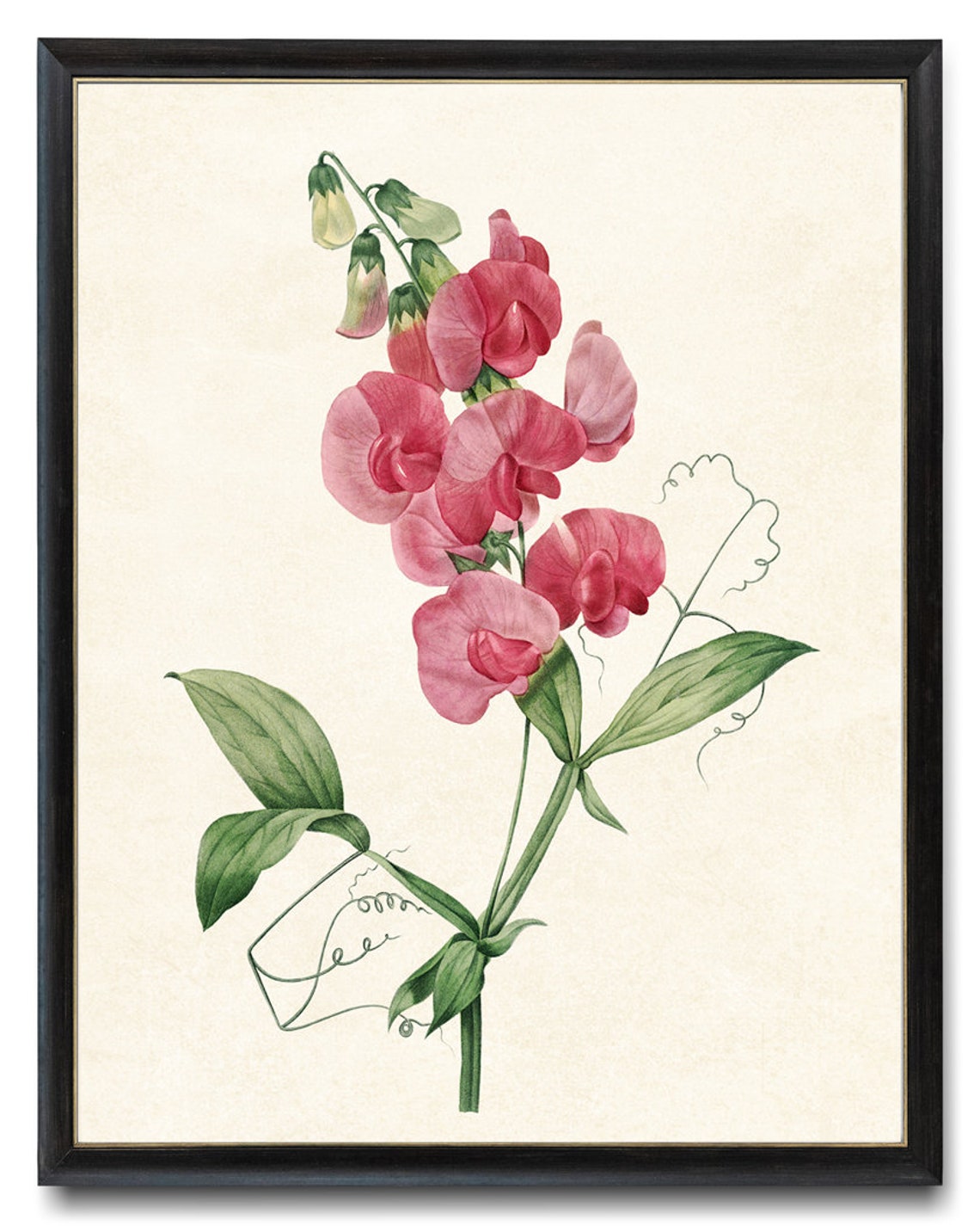 Blushing Pink Sweet Pea Vintage Botanical Floral Illustration Poster