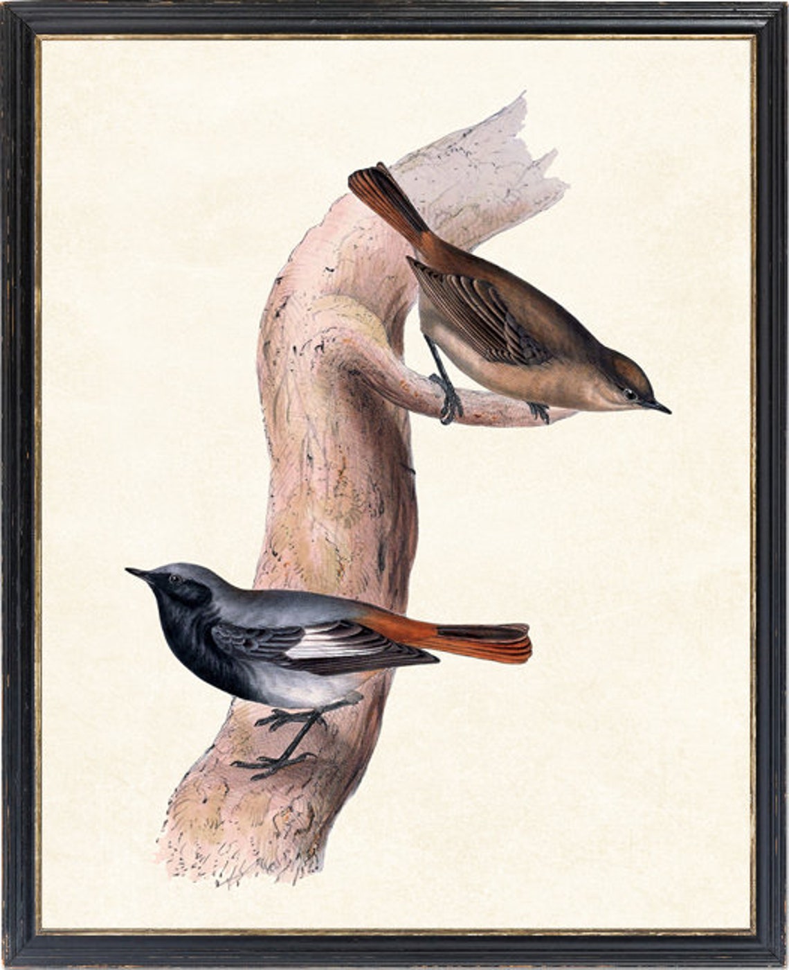 Vintage Black Redstart Pair Antique Bird Illustration Poster - Image 4