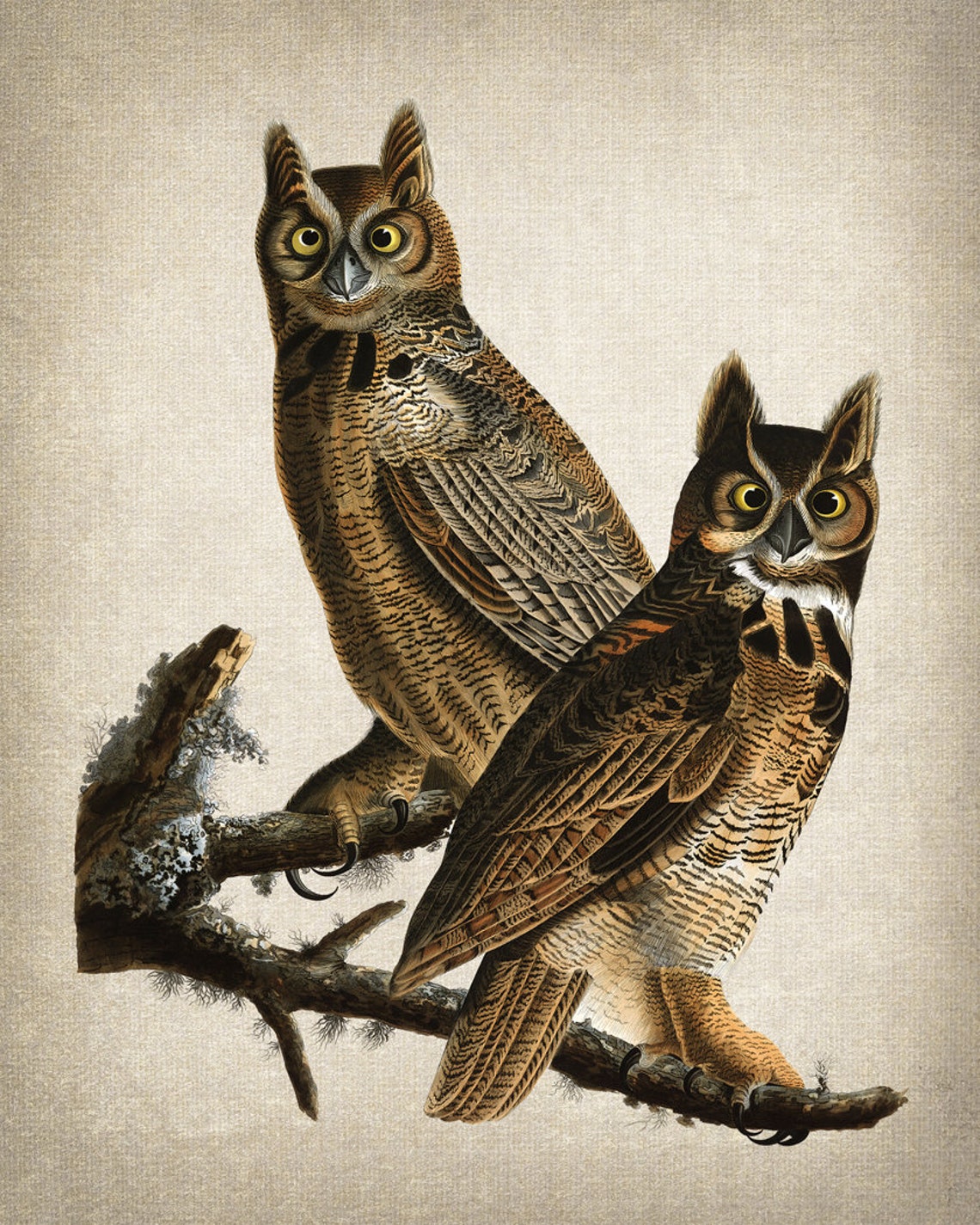 Great Horned Owls Audubon Style Vintage Bird Illustration Art Print - Image 2