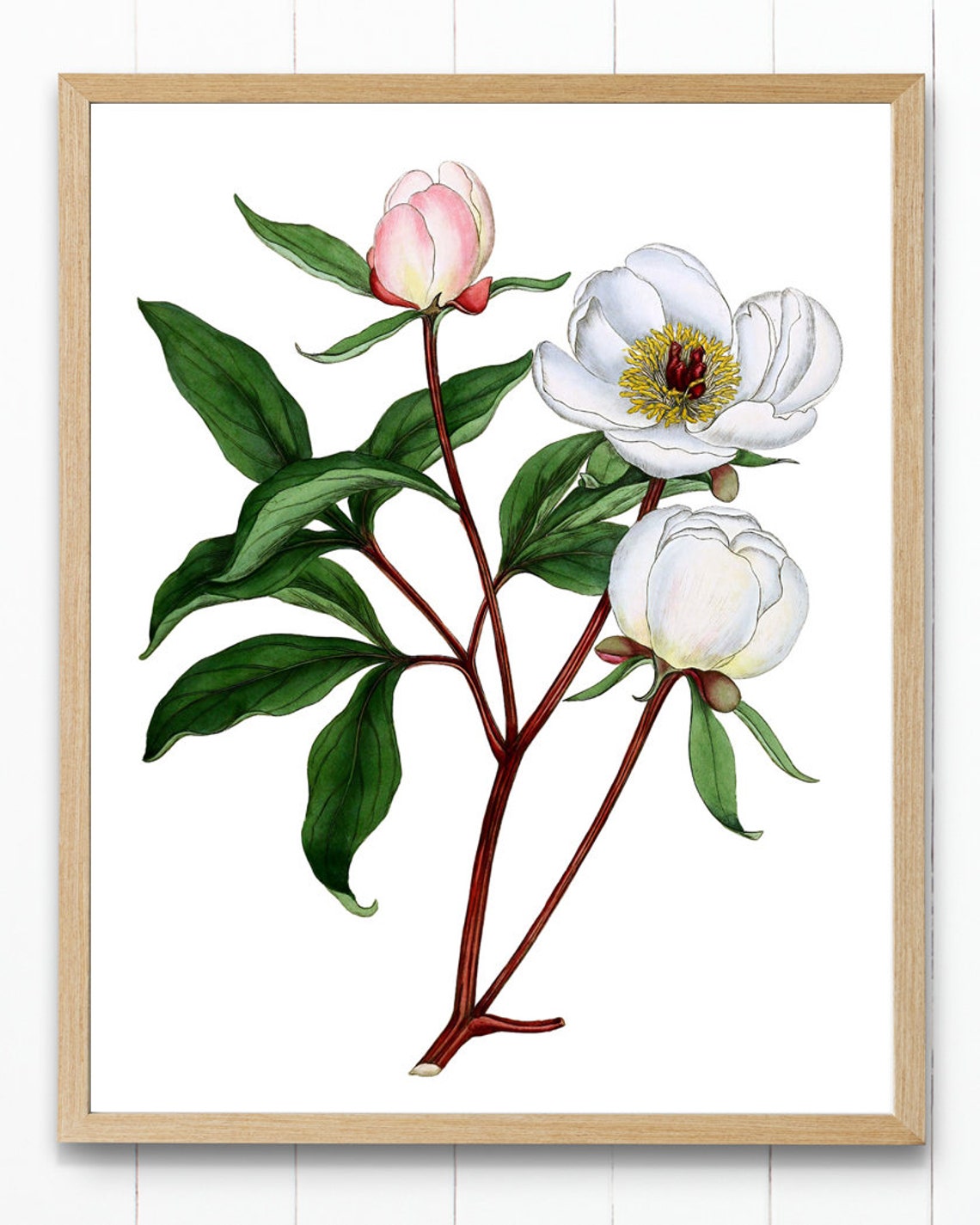 Vintage White Peony Botanical Illustration Flower Wall Poster - Image 4
