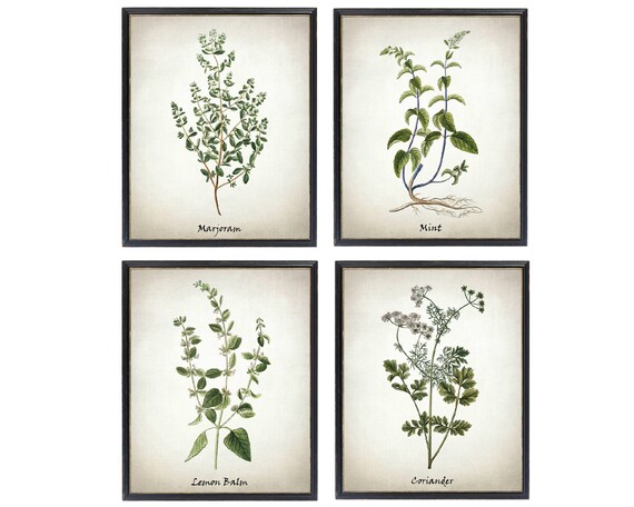 Vintage Herb Set: Marjoram, Mint, Lemon Balm & Coriander Art Print