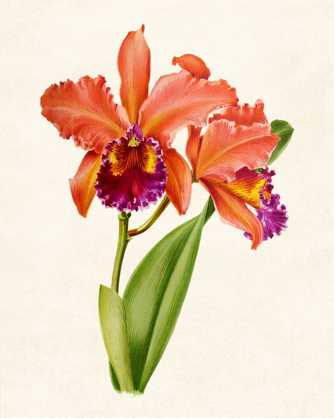 Orange Cattleya Orchid Bloom Vintage Botanical Illustration Poster - Image 3