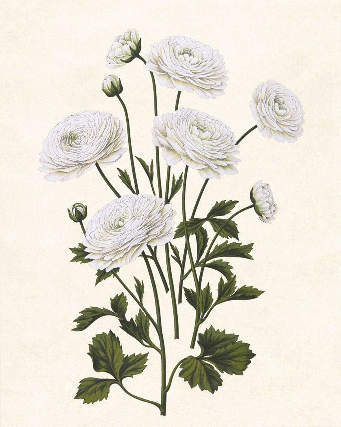White Ranunculus Blooms Vintage Botanical Illustration Poster - Image 3