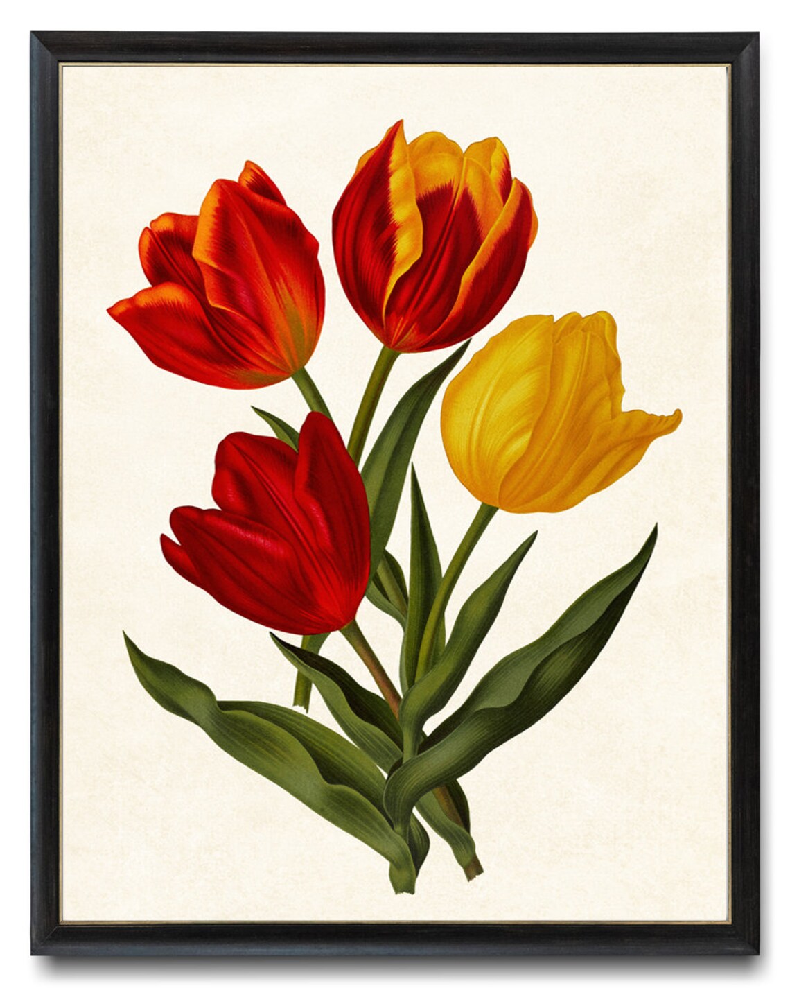 Red And Yellow Tulips Vintage Botanical Flower Illustration Poster