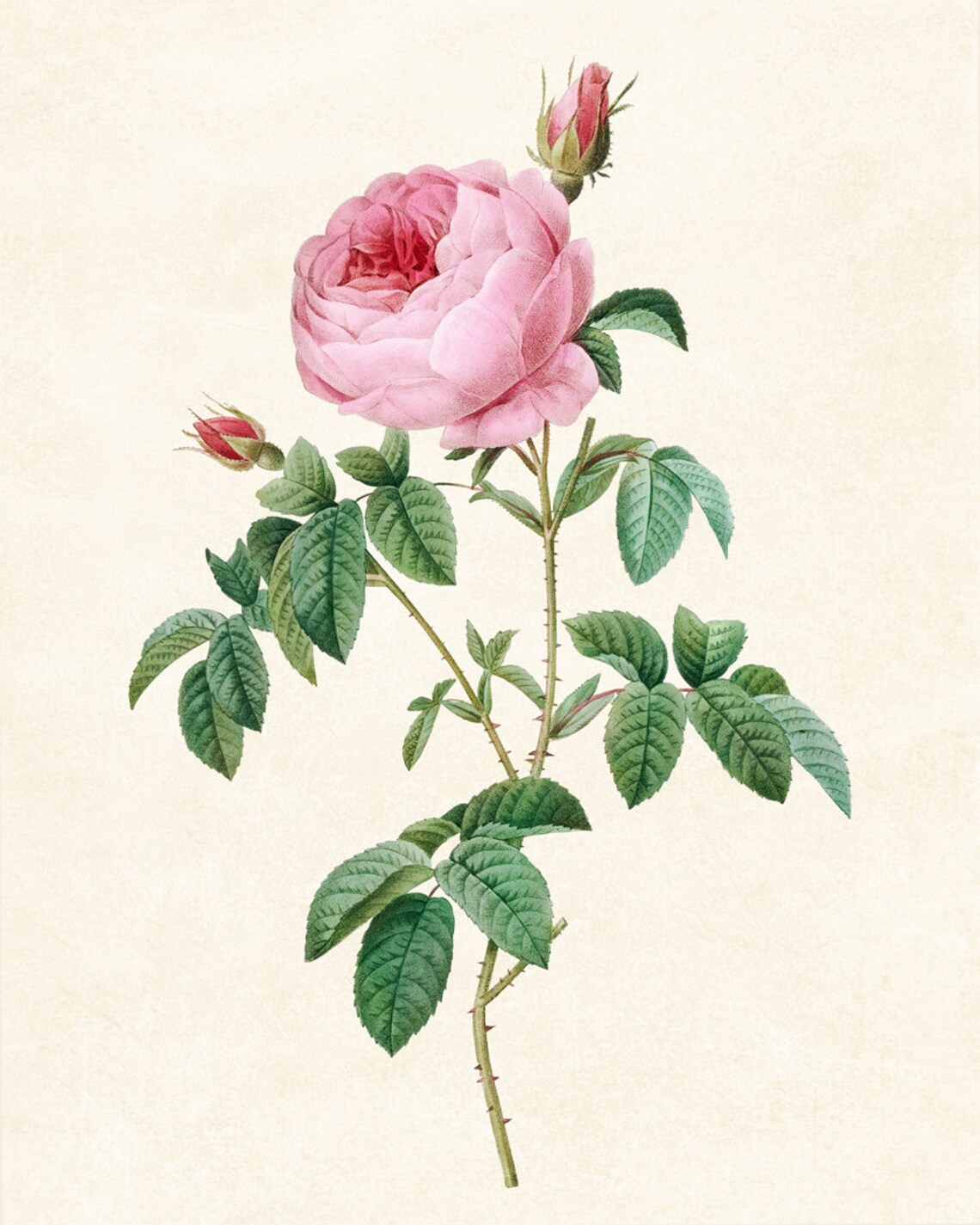 Pink Cabbage Rose Vintage Botanical Art Print - Image 3