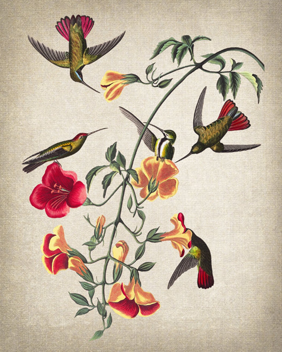 Hummingbirds and Botanical Red Orange Flowers Antique Art Poster - Image 2