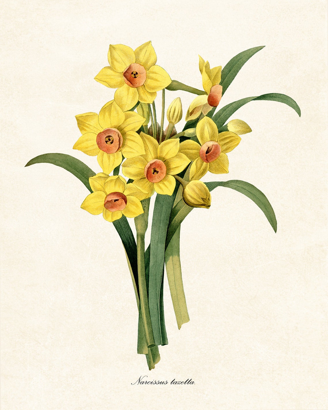 Yellow Daffodil Narcissus Tazetta Spring Flower Bouquet Poster - Image 2