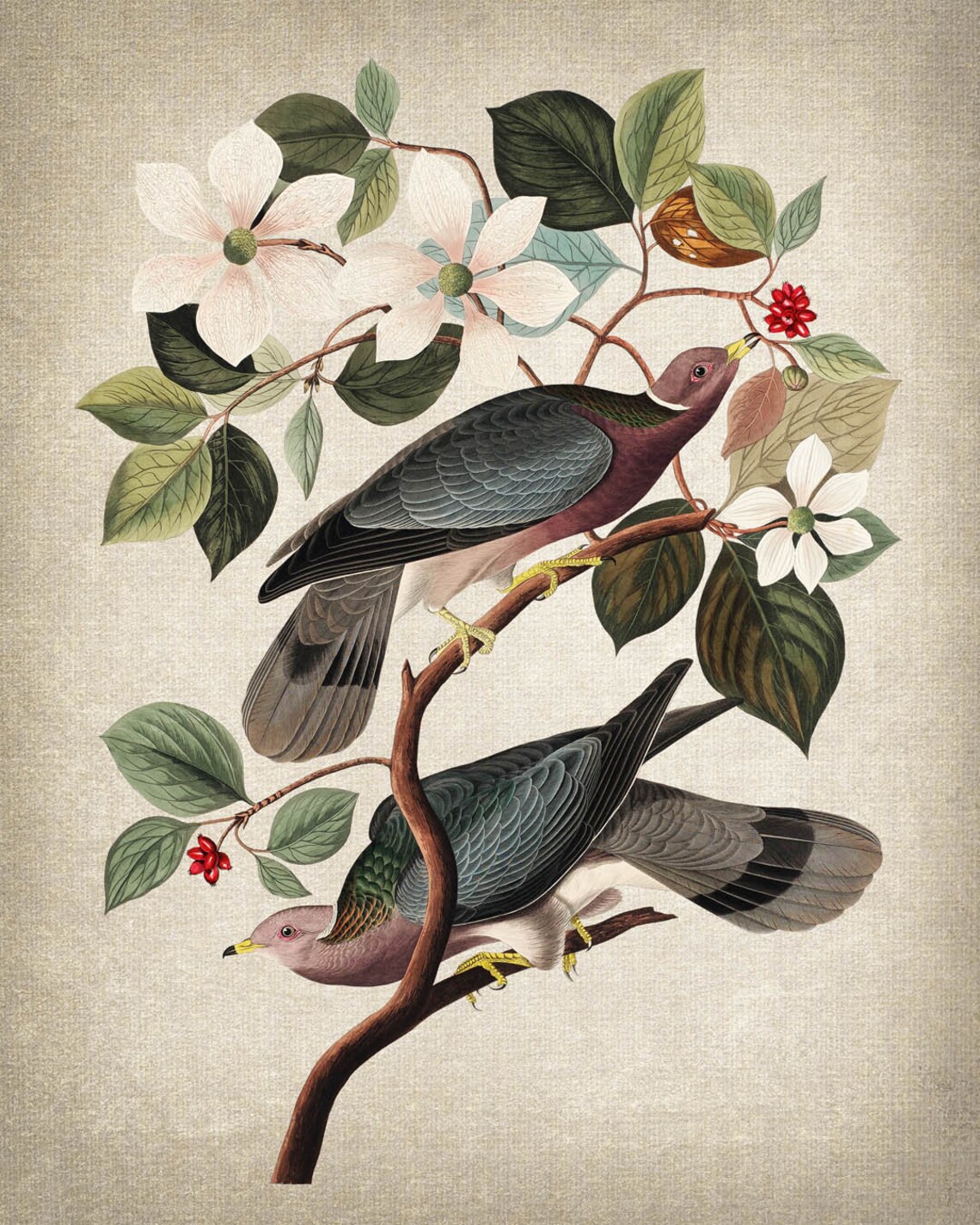 Audubon Bird Print, Vintage Pigeon and Dogwood - Image 2